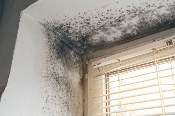 Affordable Basement Mold Removal solutions in Julian, PA
