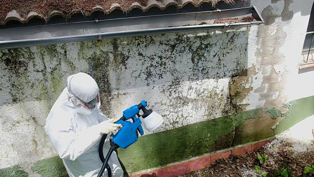 Top rated local Basement Mold Removal specialists in Julian, PA
